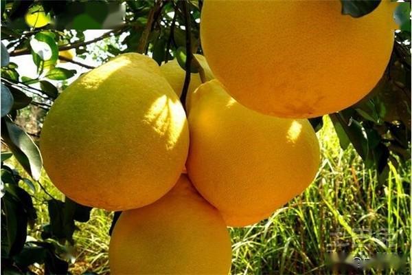 百色富硒水果（水果百色富硒含量）-硒宝网