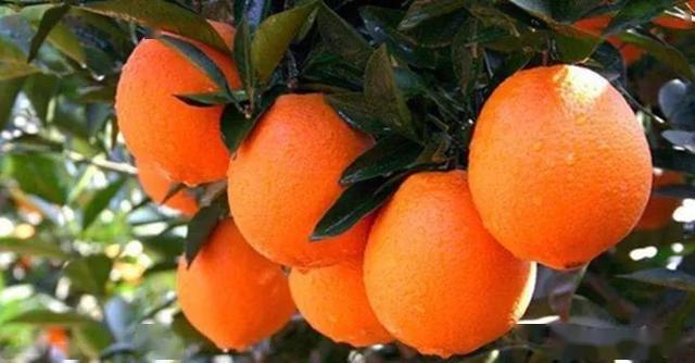 百色富硒水果（水果百色富硒含量）-硒宝网