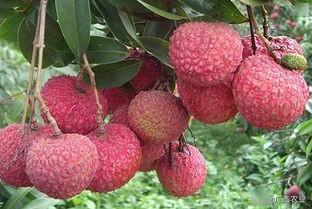 百色富硒水果（水果百色富硒含量）-硒宝网