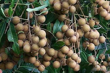 百色富硒水果（水果百色富硒含量）-硒宝网