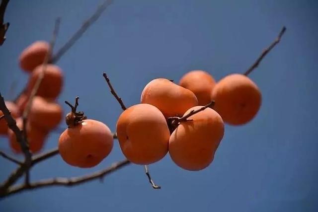 百色富硒水果（水果百色富硒含量）-硒宝网