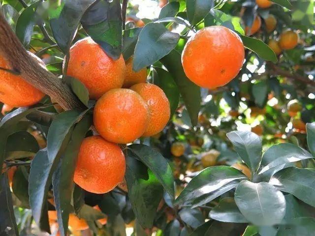 百色富硒水果（水果百色富硒含量）-硒宝网