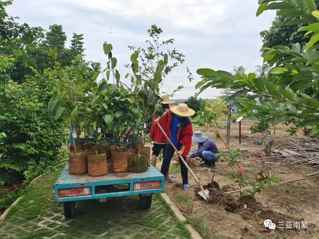 三亚富硒水果（三亚富硒地瓜）-硒宝网