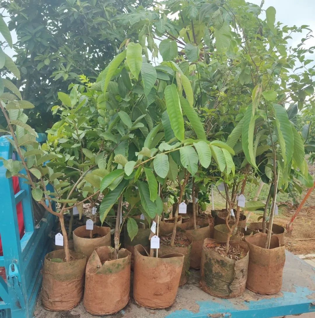 三亚富硒水果（三亚富硒地瓜）-硒宝网