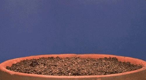 碘是什么元素(碘元素是金属元素吗)-硒宝网