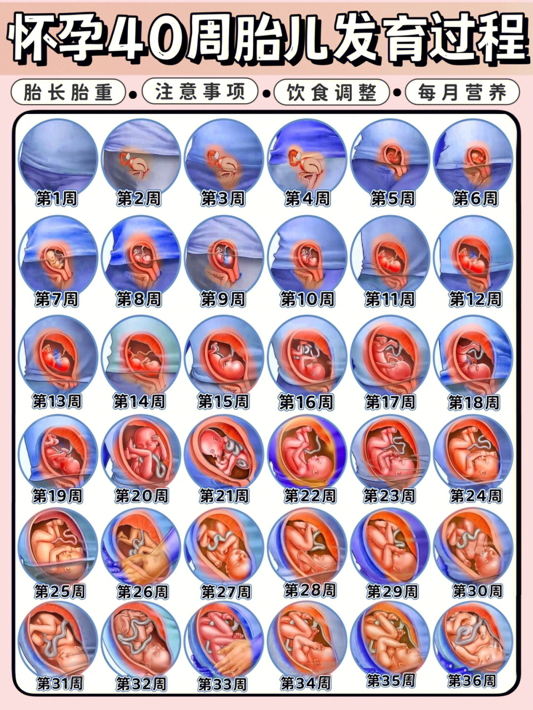 孕妇吃啥补钙（孕妇补钙吃什么食物和水果）-硒宝网