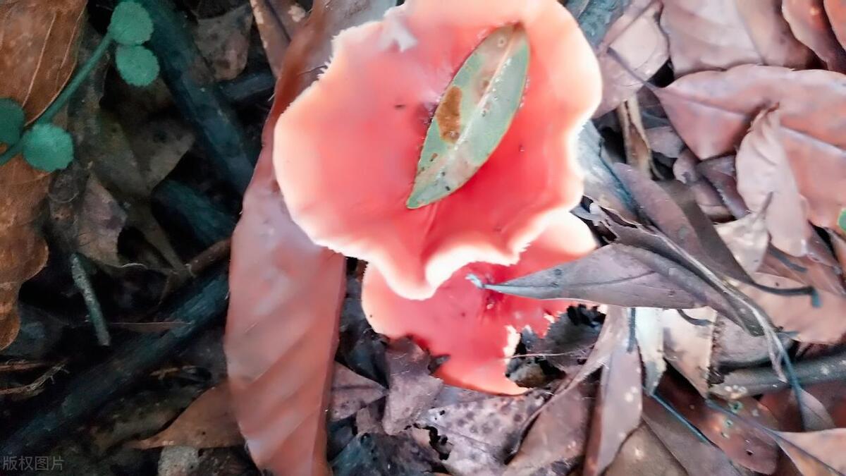 云南产品 硒（云南缺硒地区）-硒宝网