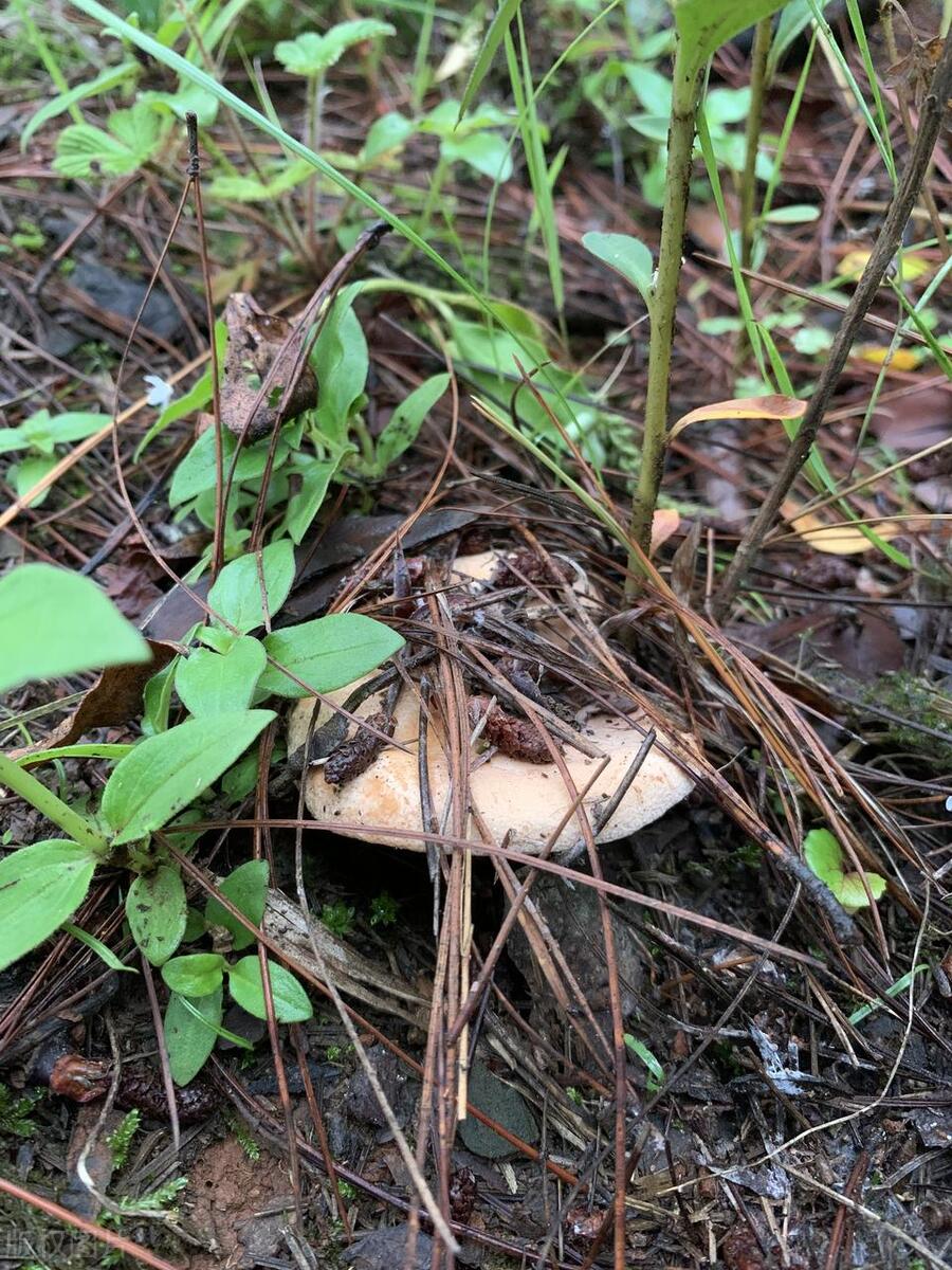 云南产品 硒（云南缺硒地区）-硒宝网