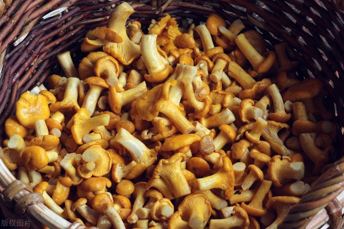 云南产品 硒（云南缺硒地区）-硒宝网