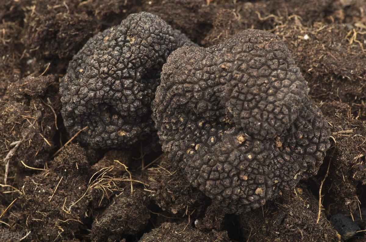 云南产品 硒（云南缺硒地区）-硒宝网