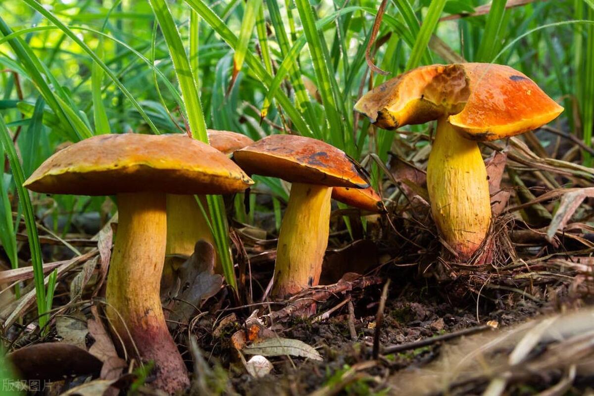 云南产品 硒（云南缺硒地区）-硒宝网