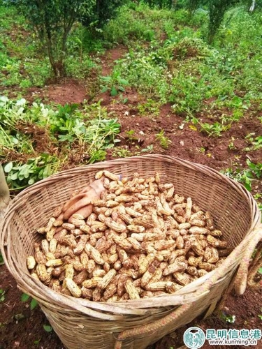 硒产品的分类（硒片分类）-硒宝网