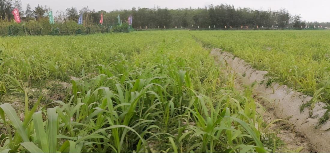 华润的硒产品（华润生产的硒的名字叫什么）-硒宝网