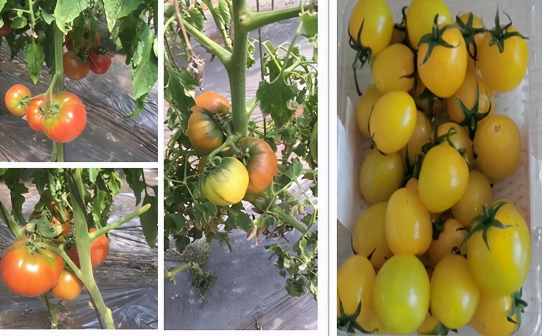 华润的硒产品（华润生产的硒的名字叫什么）-硒宝网