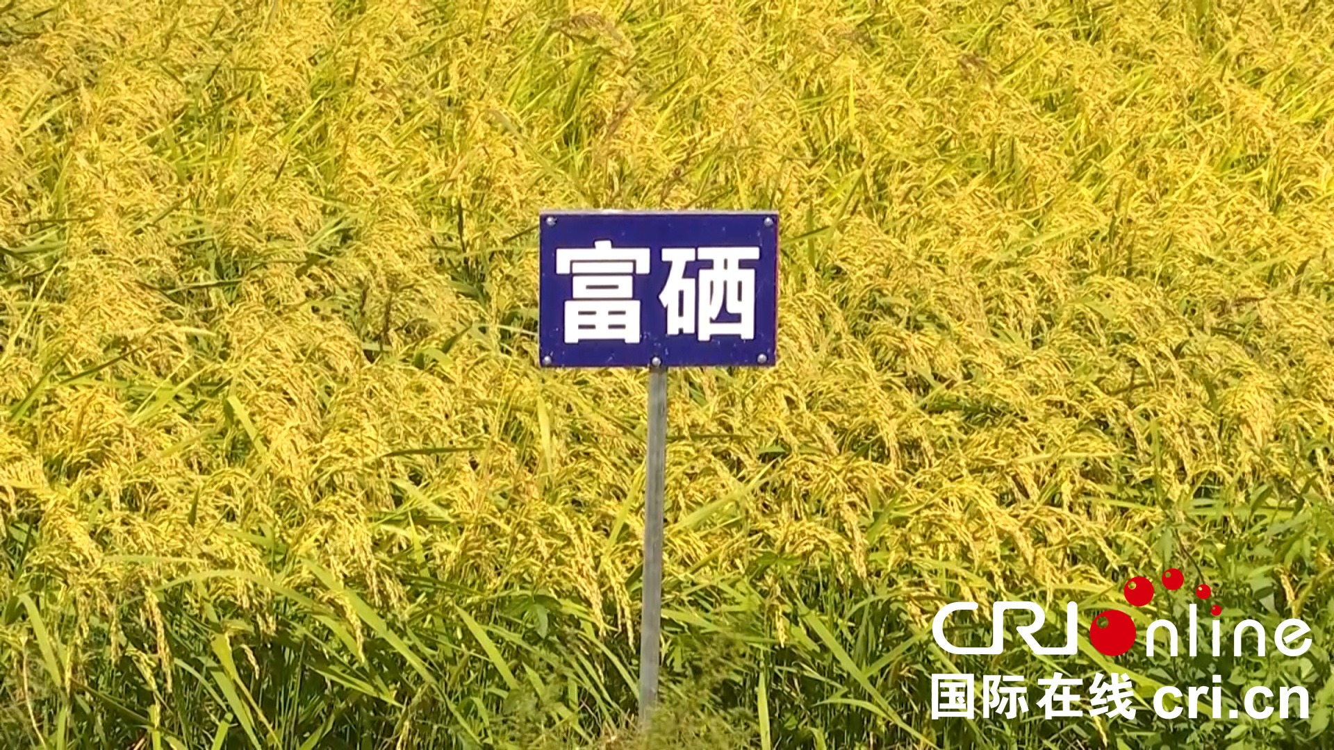 硒谷庄园产品（庄园谷产品硒含量高吗）-硒宝网