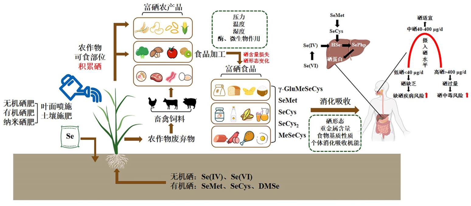 有机硒产品图（有机硒的分类）-硒宝网