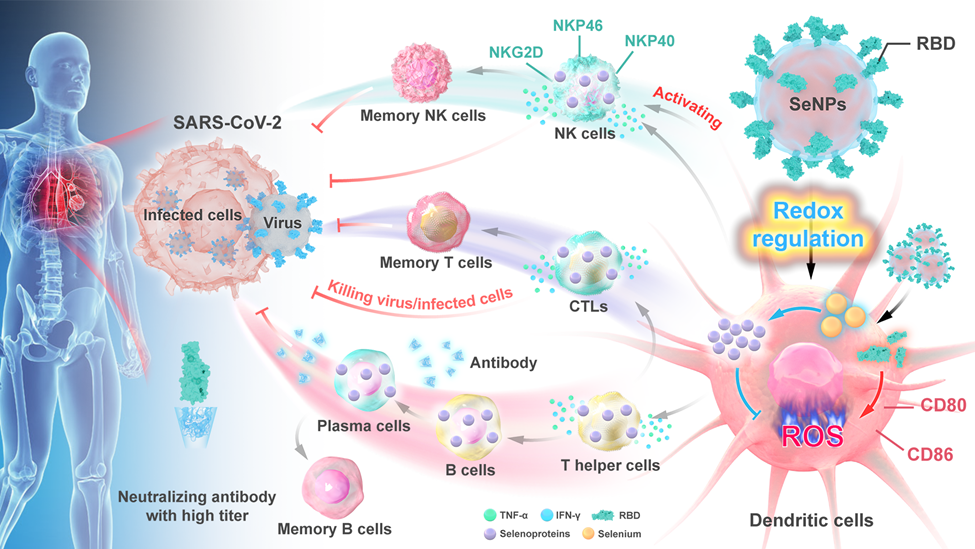 纳米硒宝产品（纳米硒有什么产品）-硒宝网