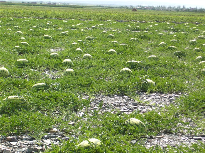 中国硒谷产品（中国养生硒谷）-硒宝网