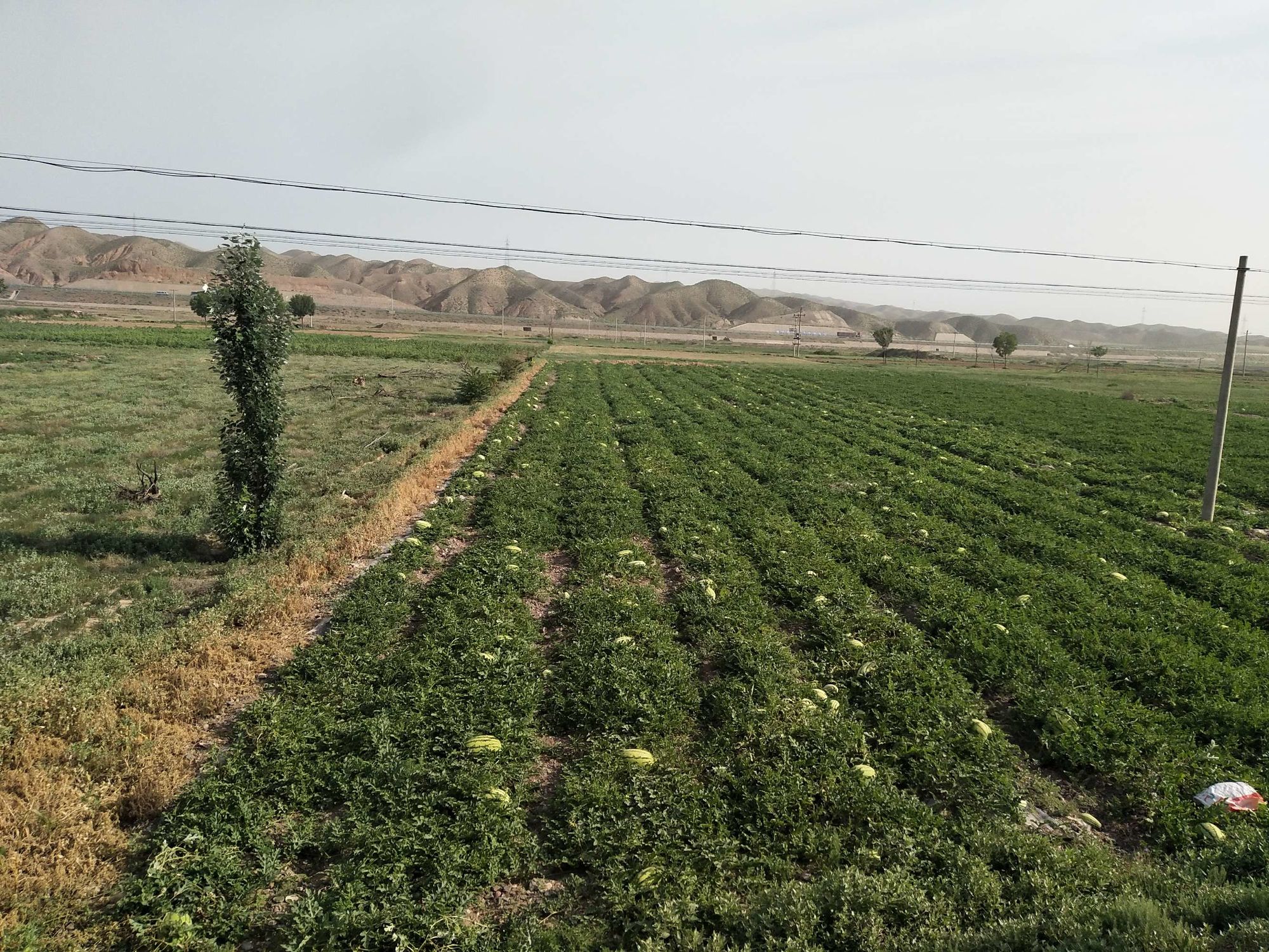 中国硒谷产品（中国养生硒谷）-硒宝网