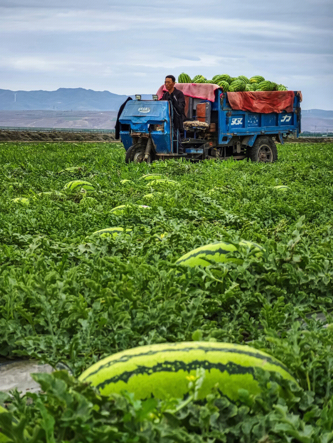 中国硒谷产品（中国养生硒谷）-硒宝网