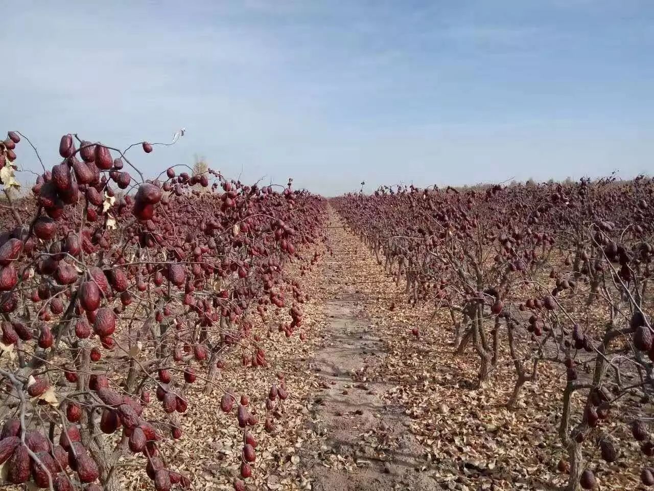 硒产品的功能(硒主要功能)-硒宝网