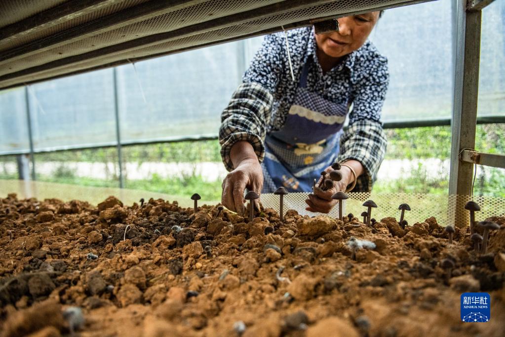 硒惠农业产品(硒惠农业产品)-硒宝网