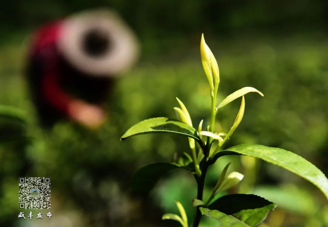 硒产品的未来(硒的前景)-硒宝网