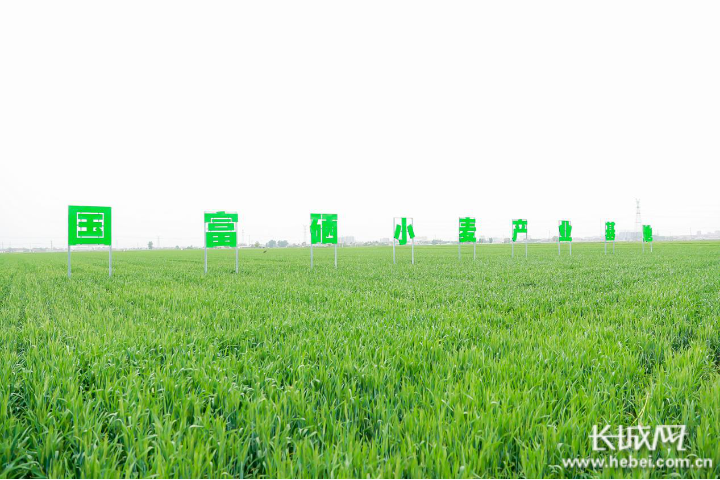 硒谷公社产品（硒谷公社羊奶）-硒宝网