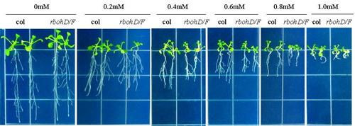 植物含硒产品(含植物硒的食物有哪些)-硒宝网