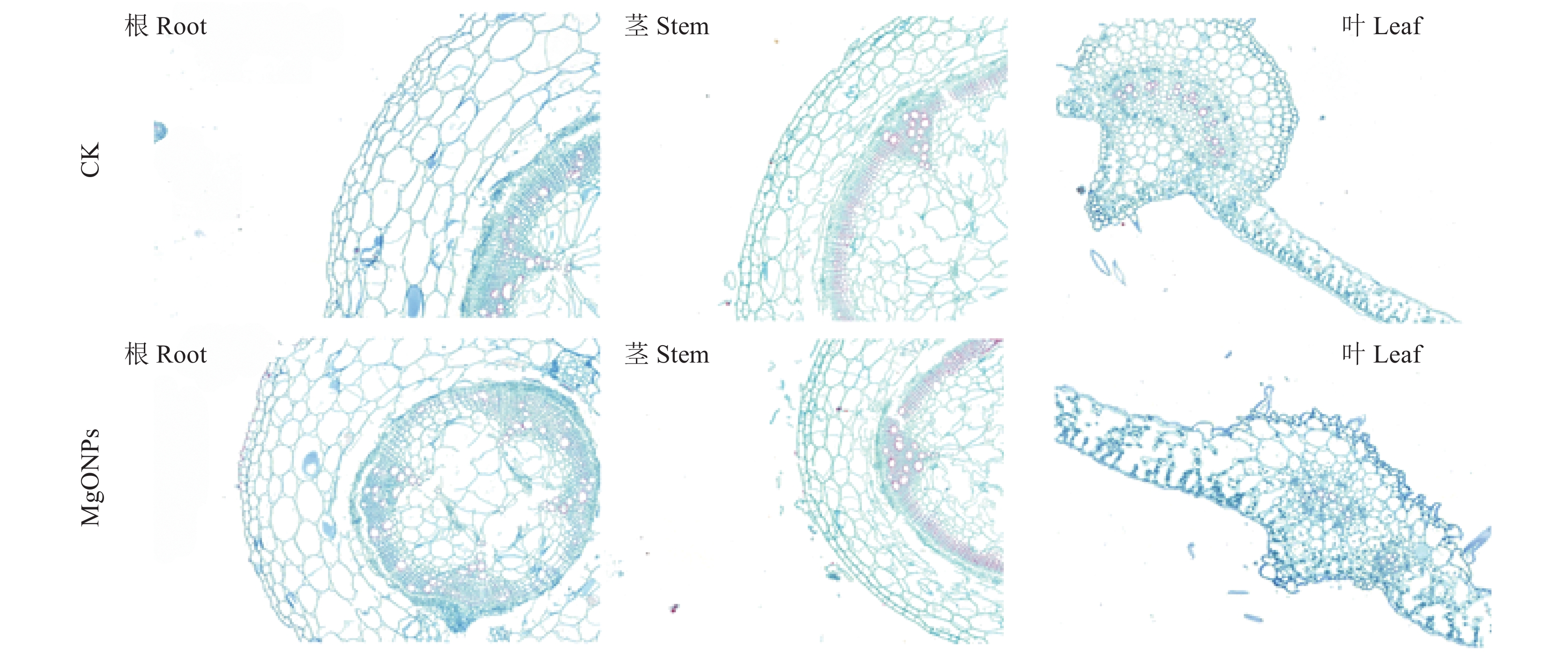 植物含硒产品(含植物硒的食物有哪些)-硒宝网