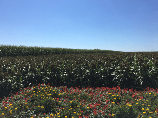 海伦硒都产品(海伦硒米)-硒宝网