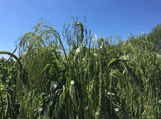 海伦硒都产品(海伦硒米)-硒宝网