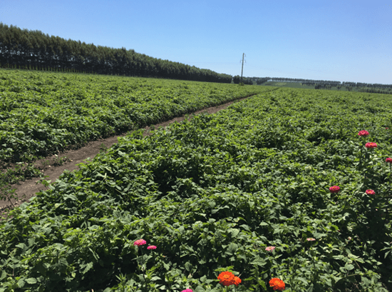 海伦硒都产品(海伦硒米)-硒宝网