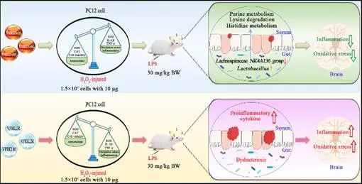 木耳硒肽产品(木耳肽硒的功效与作用)-硒宝网