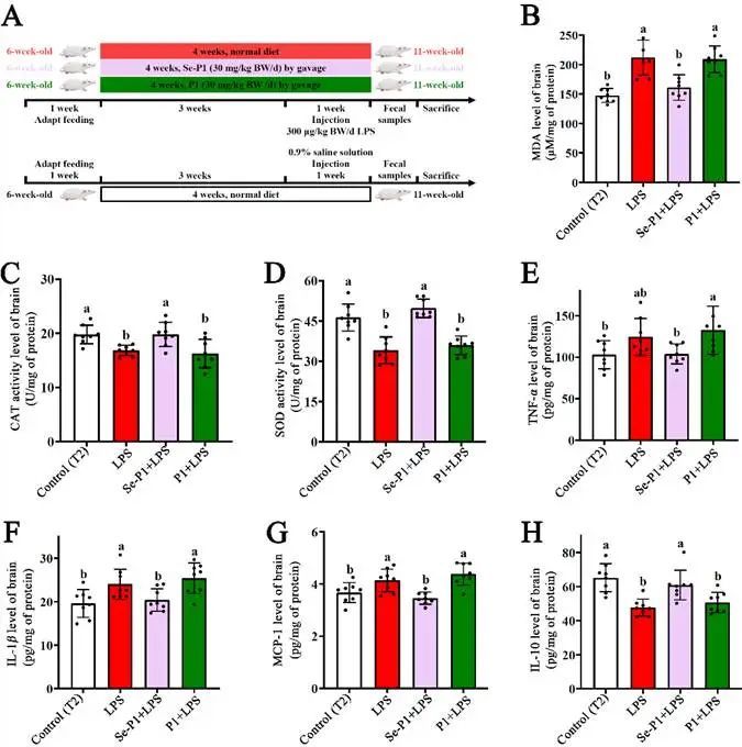 木耳硒肽产品(木耳肽硒的功效与作用)-硒宝网
