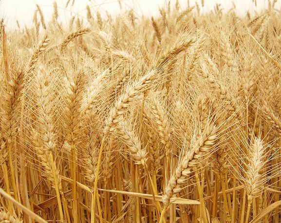 衡水富硒产品(衡水富硒产品批发市场)-硒宝网