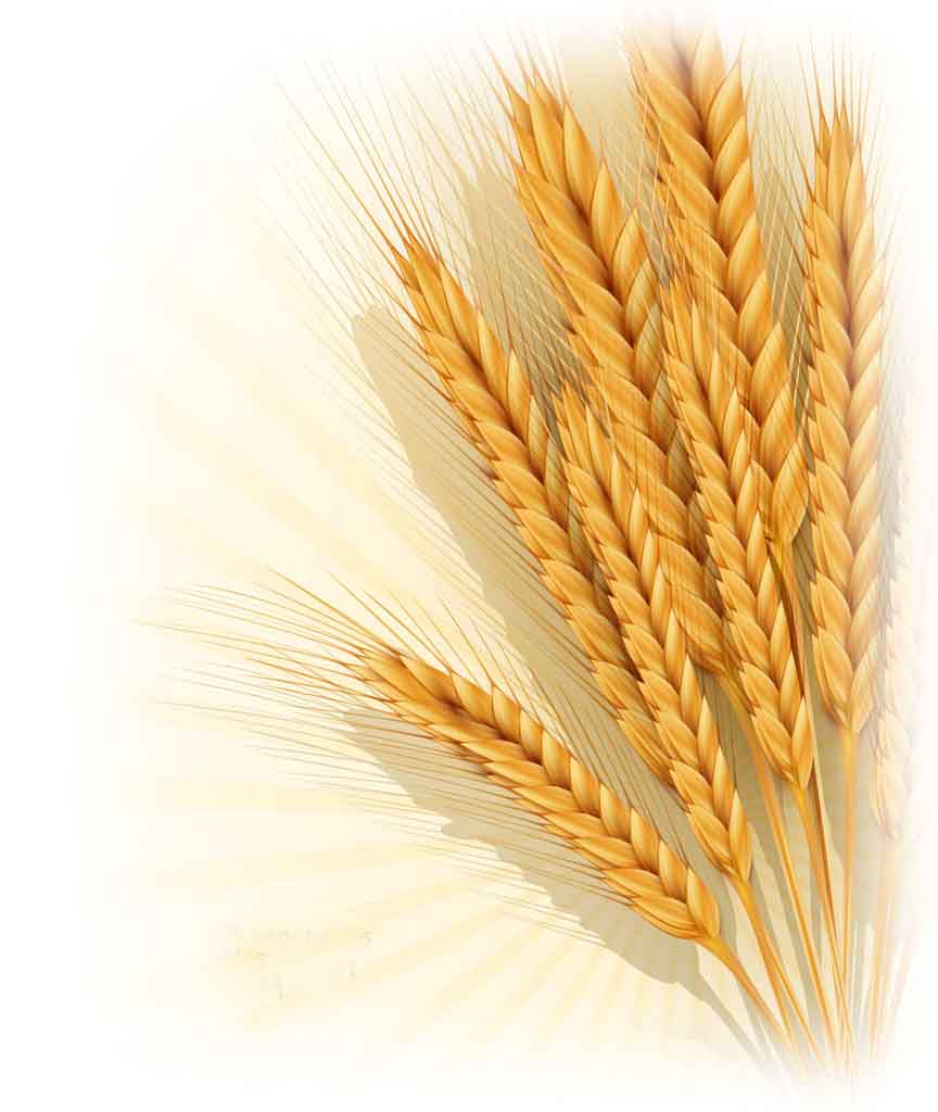 衡水富硒产品(衡水富硒产品批发市场)-硒宝网