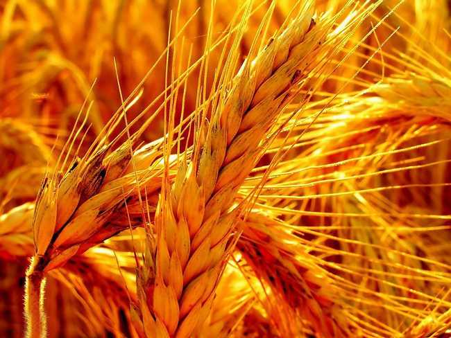 衡水富硒产品(衡水富硒产品批发市场)-硒宝网