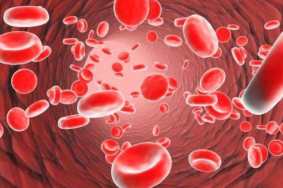 鸡肝补铁吗(鸡肝补铁比猪肝好)-硒宝网