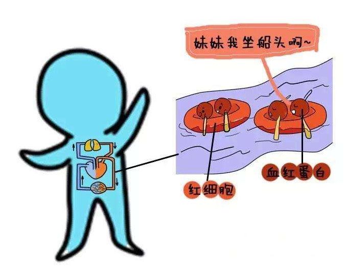 鸡肝补铁吗(鸡肝补铁比猪肝好)-硒宝网