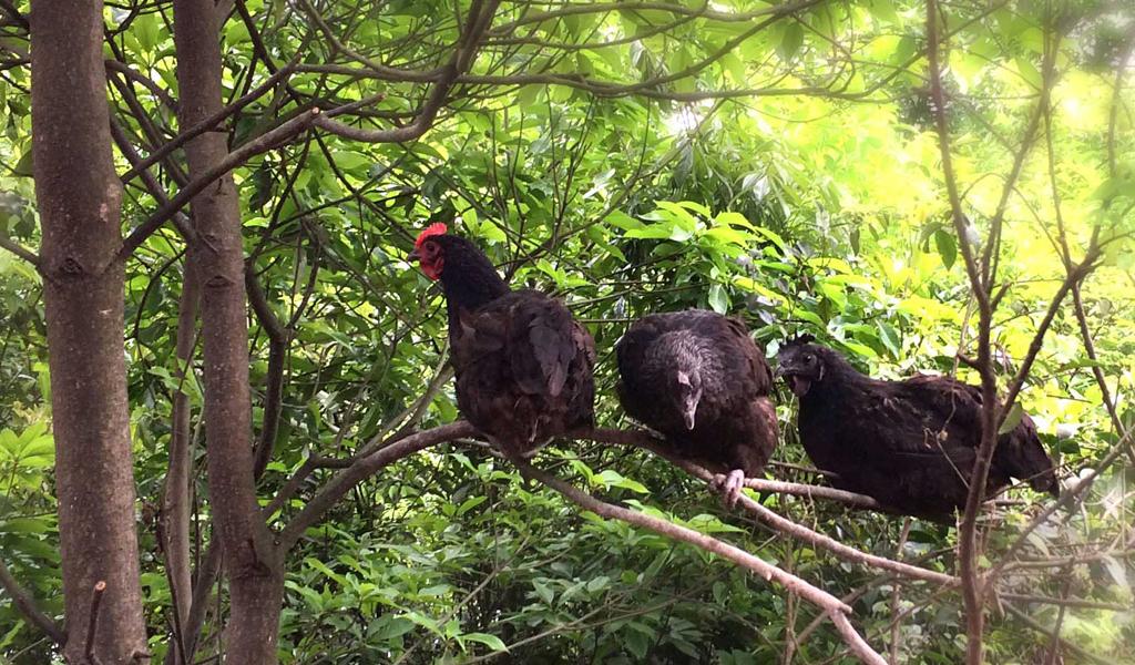 硒产品蓝帽子(蓝帽子的产品)-硒宝网