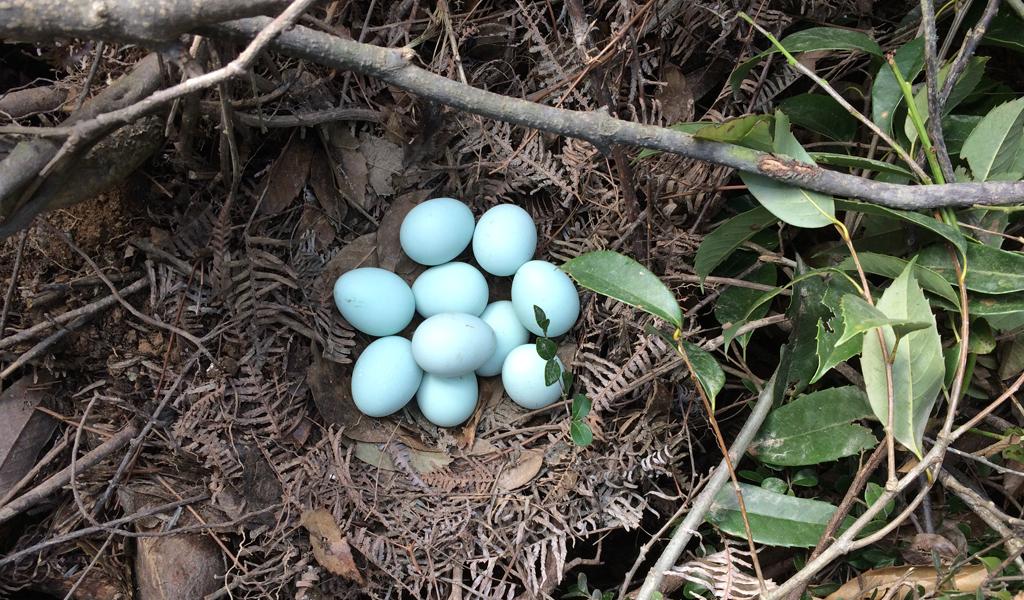 硒产品蓝帽子(蓝帽子的产品)-硒宝网