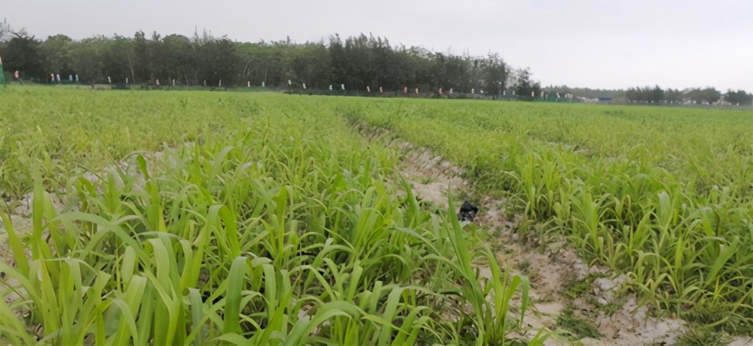 锌硒产品推荐(锌硒片推荐)-硒宝网