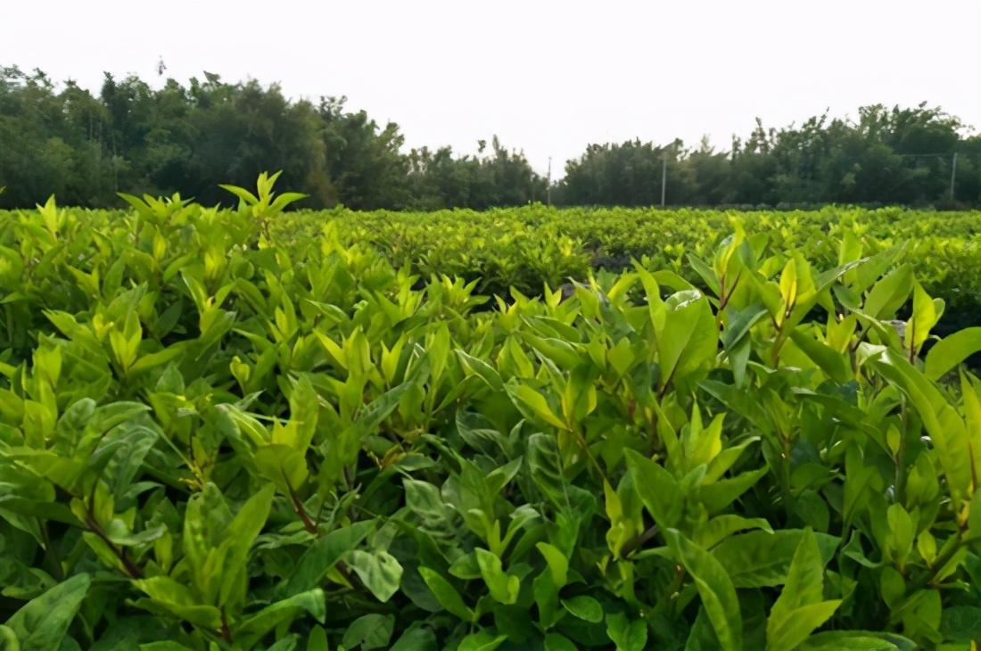 锌硒产品推荐(锌硒片推荐)-硒宝网