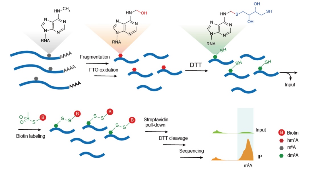 含硒肽的产品（肽和硒的区别）-硒宝网