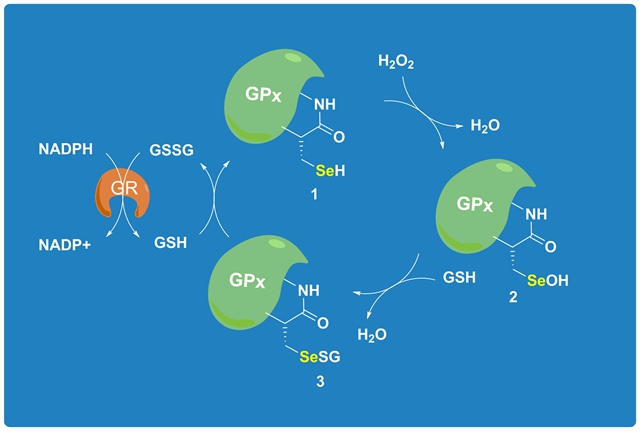 含硒肽的产品（肽和硒的区别）-硒宝网