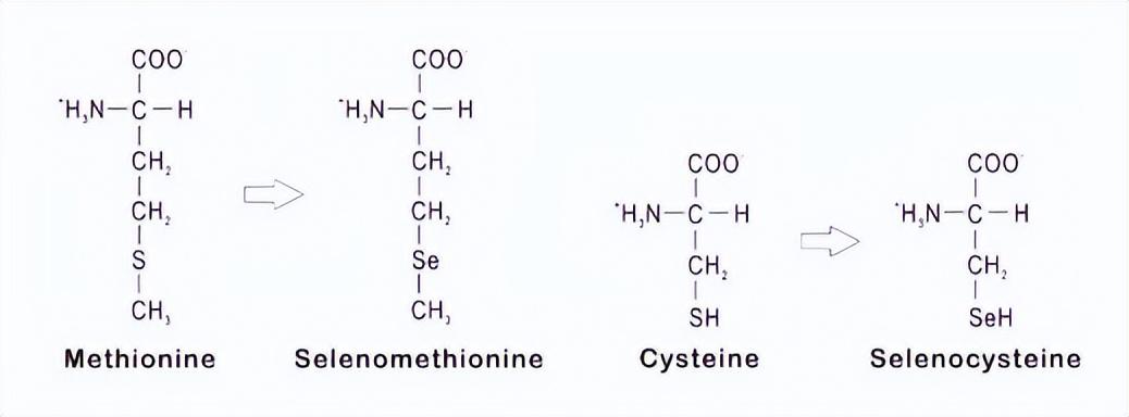 安琪的硒产品(安琪硒酵母ce胶襄的作用)-硒宝网