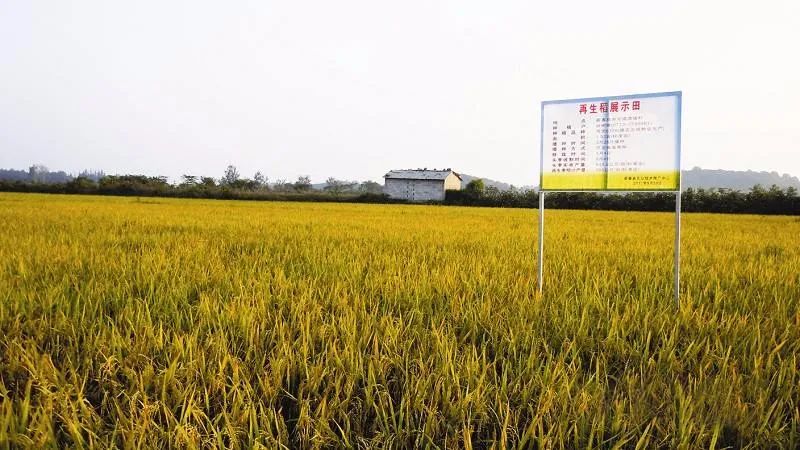 硒味道农产品(味道农产品硒含量标准)-硒宝网