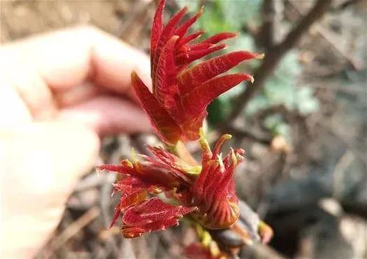 硒味道农产品(味道农产品硒含量标准)-硒宝网