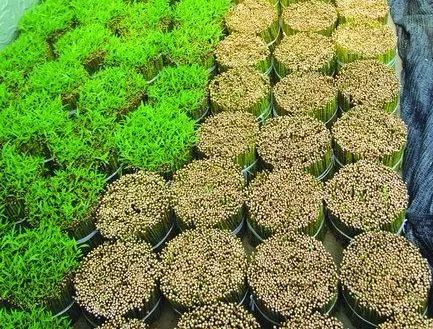 硒味道农产品(味道农产品硒含量标准)-硒宝网